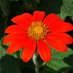 Brooklyn Botanic Garden