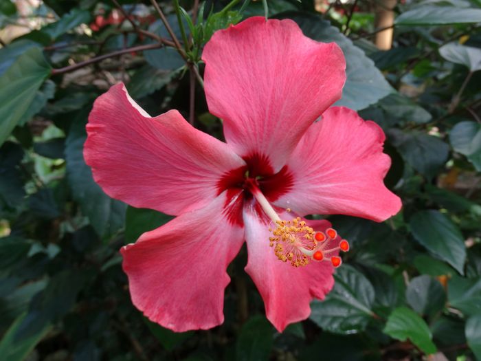 Brooklyn Botanic Garden