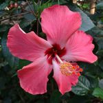 Brooklyn Botanic Garden