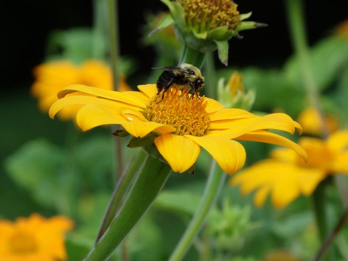 Brooklyn Botanic Garden