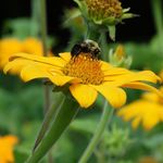 Brooklyn Botanic Garden
