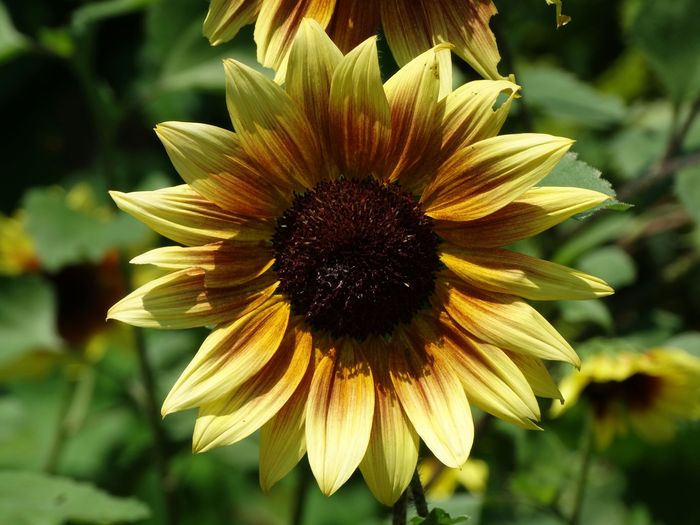 Brooklyn Botanic Garden