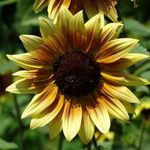 Brooklyn Botanic Garden