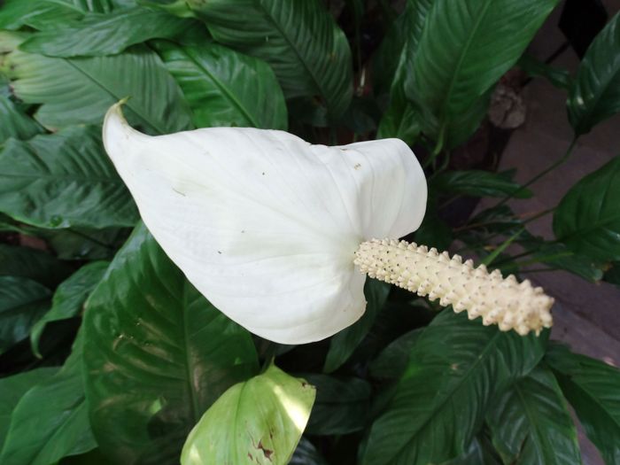 Brooklyn Botanic Garden