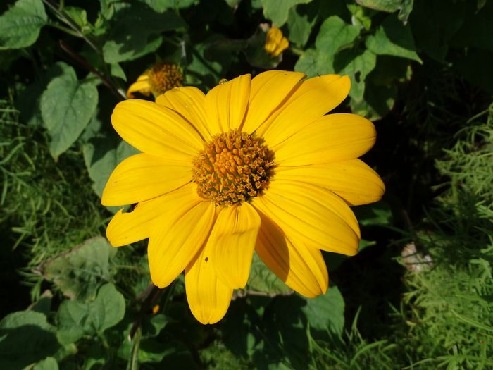 Brooklyn Botanic Garden