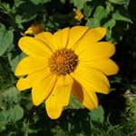 Brooklyn Botanic Garden