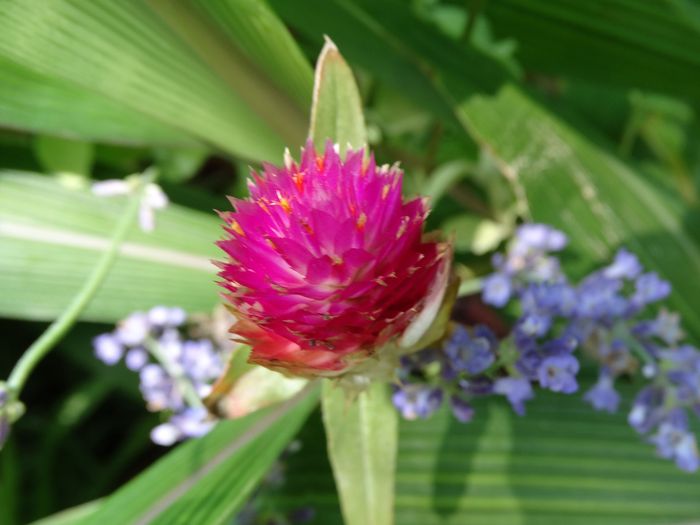 Brooklyn Botanic Garden