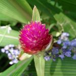 Brooklyn Botanic Garden