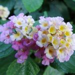 Brooklyn Botanic Garden