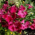 Brooklyn Botanic Garden