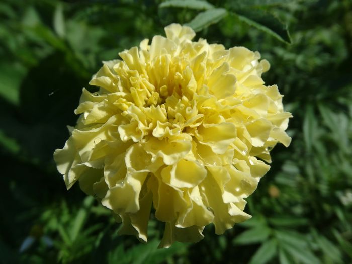 Brooklyn Botanic Garden