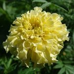 Brooklyn Botanic Garden