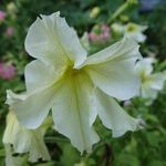 Brooklyn Botanic Garden
