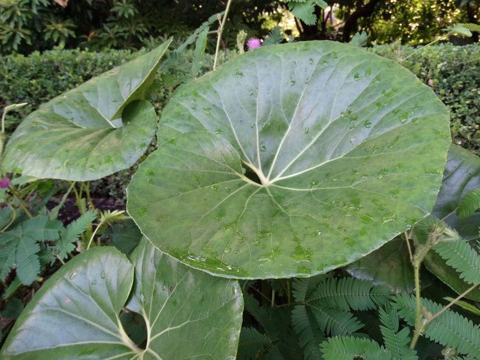 Brooklyn Botanic Garden