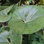 Brooklyn Botanic Garden