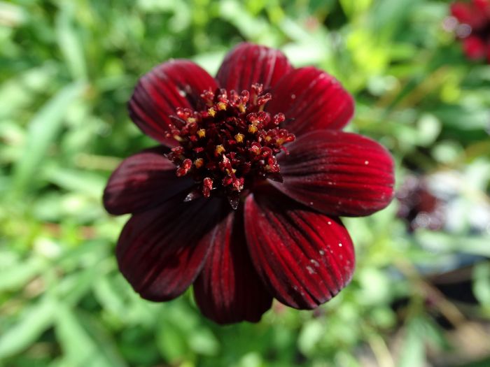Brooklyn Botanic Garden