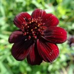 Brooklyn Botanic Garden