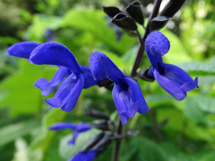 Brooklyn Botanic Garden