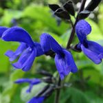 Brooklyn Botanic Garden