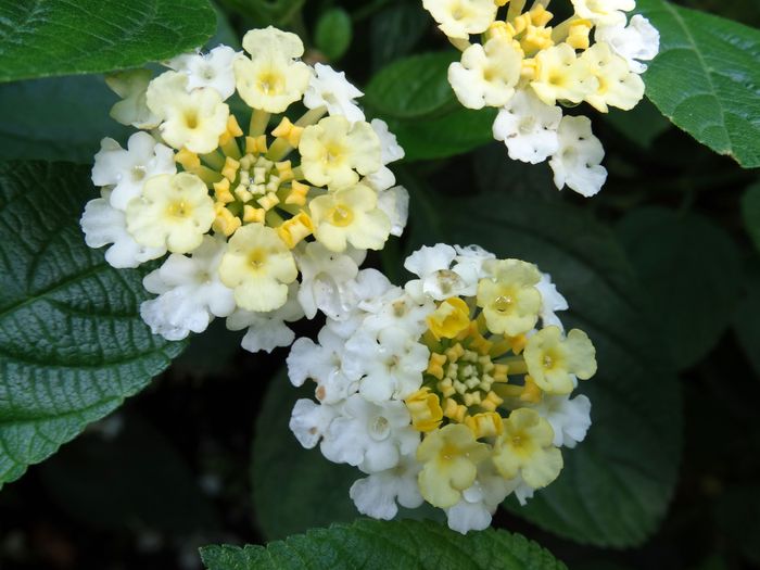 Brooklyn Botanic Garden