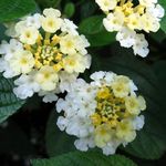 Brooklyn Botanic Garden