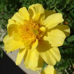 Brooklyn Botanic Garden