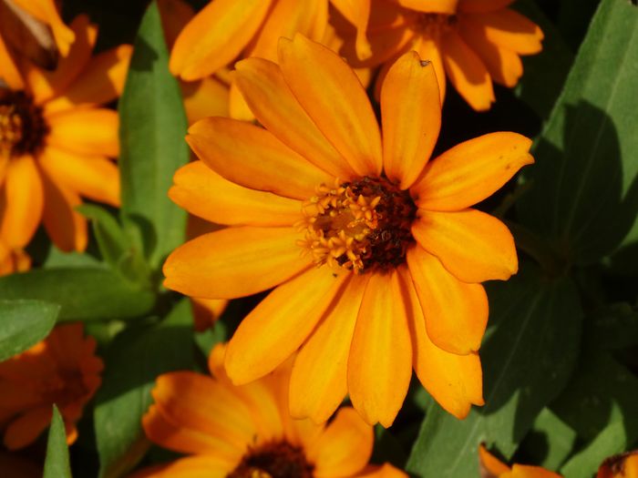 Brooklyn Botanic Garden