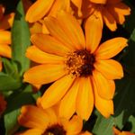 Brooklyn Botanic Garden
