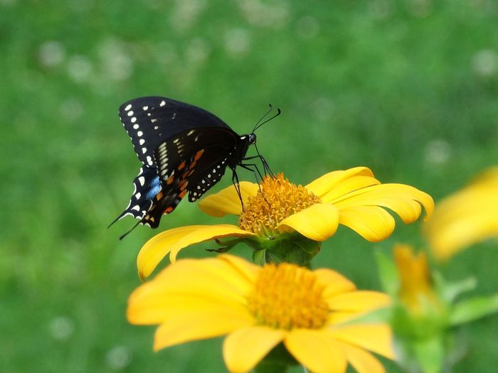 Brooklyn Botanic Garden