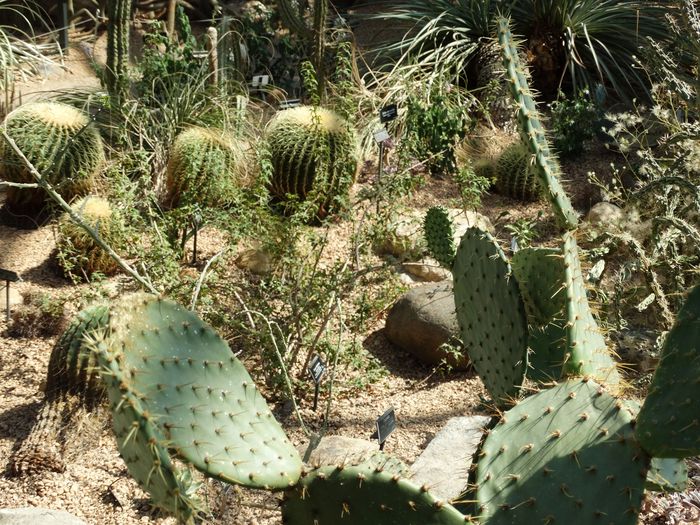 Brooklyn Botanic Garden