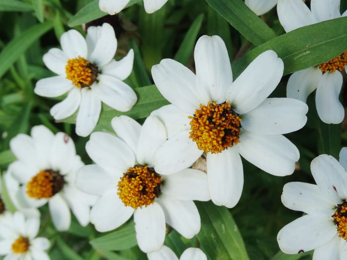 Brooklyn Botanic Garden