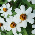Brooklyn Botanic Garden