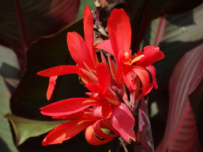 Brooklyn Botanic Garden