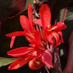 Brooklyn Botanic Garden