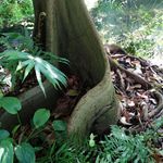 Brooklyn Botanic Garden