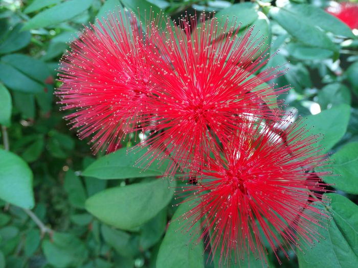 Brooklyn Botanic Garden