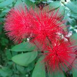 Brooklyn Botanic Garden