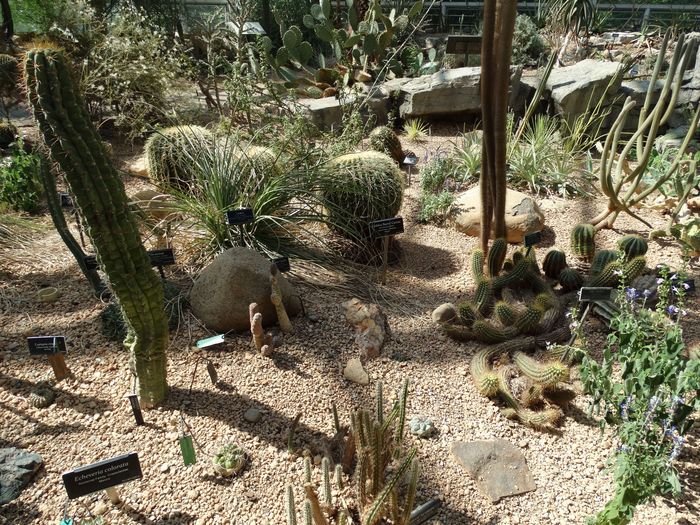 Brooklyn Botanic Garden
