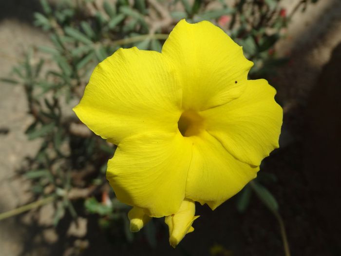 Brooklyn Botanic Garden