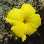 Brooklyn Botanic Garden