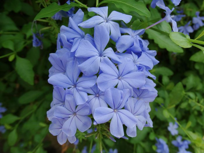 Brooklyn Botanic Garden