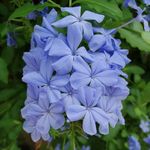 Brooklyn Botanic Garden