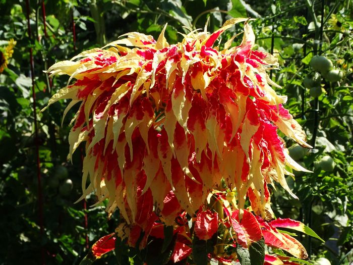 Brooklyn Botanic Garden