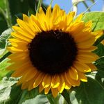 Brooklyn Botanic Garden