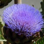 Brooklyn Botanic Garden