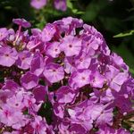 Brooklyn Botanic Garden