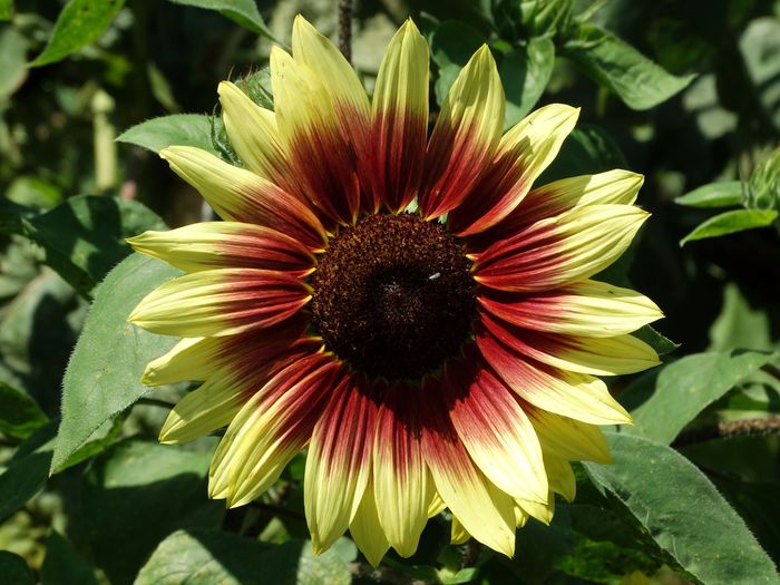 Brooklyn Botanic Garden