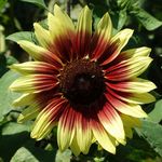 Brooklyn Botanic Garden