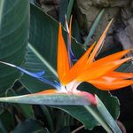 Brooklyn Botanic Garden