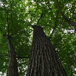 Theodore Roosevelt Island